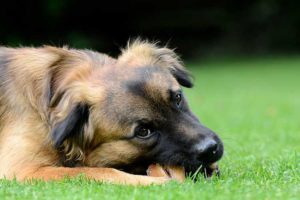 Pros and Cons of Cow Hooves for Dogs | Dog Training Nation