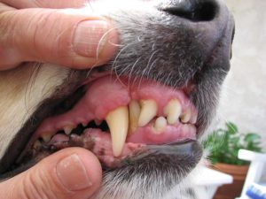 Discolored Dog Teeth: What Should You Do? | Dog Training Nation