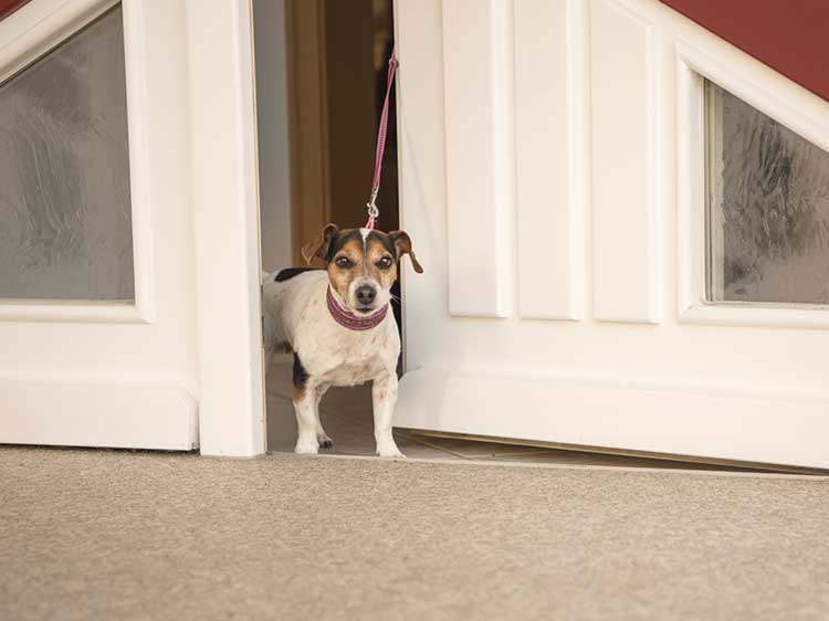 Walk Through Door Before Your Dog Archives Dog Training Nation